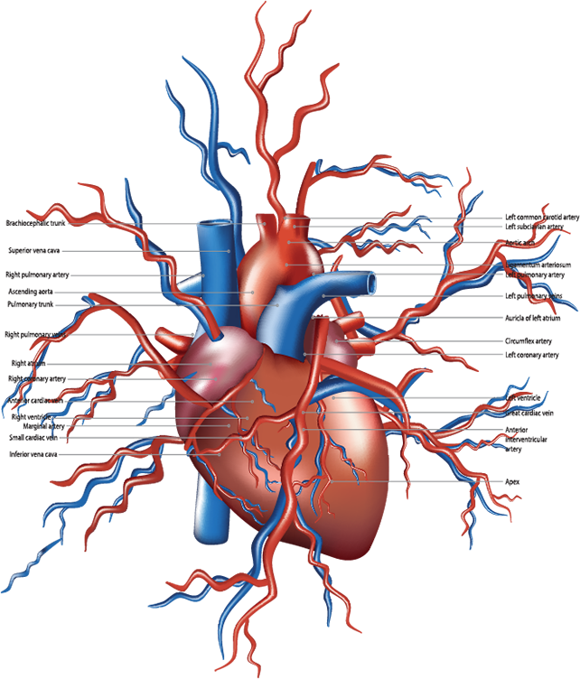 Cardiovascular Physiology Assignment Help