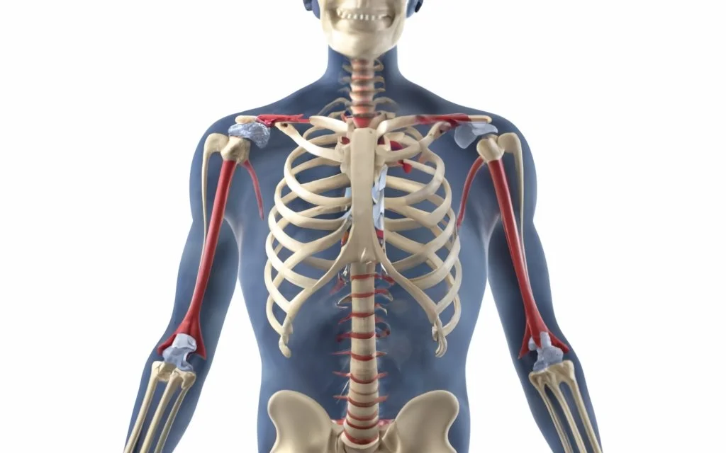 Limb Anatomy and Function