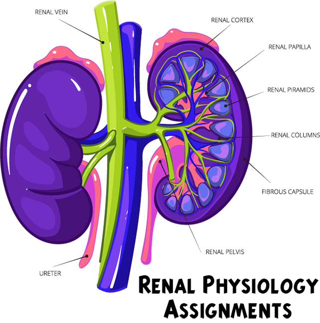 Renal Physiology Assignment Help
